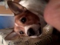 Rusty the talking dog. Soooo cute!!!!!!!!!!!!