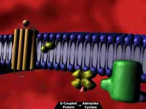 G Protein Receptor
