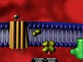G Protein Receptor