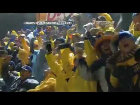 tigres