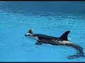 SeaWorld, San Diego- \"Shamu Show\" SeaWorld, San Diego- \"Shamu Show\"
