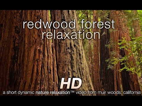 Forest - Download this video in HD to any device: http://www.naturerelaxation.com/products/redwood-forest-relaxation-hd-nature-relaxation-video-digital-download-1080p...