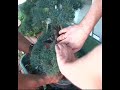 bonsai wiring