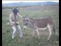 Carinho da Jumenta 02 ......flv
