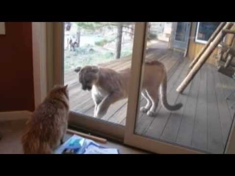 mountain lion