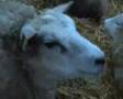 videos de Mouton gloups
