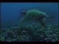 Sea turtles off Kona/Copyright, SoulSurfer inc.LLC