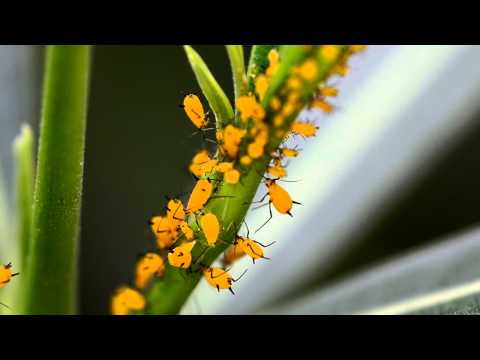 how to control oleander aphids