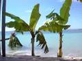 Tanu Beach Falas Samoa