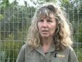 Südafrikanische Wildkatzen brauchen neues Zuhause