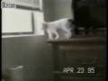videos de Funny Kitty Cats
