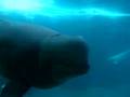 Beluga whale