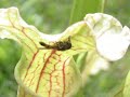 plantes carnivores insectes plantes carnivores insectes