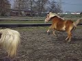 alva met stijntje