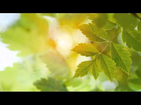 Gratefulness - Visit us at http://www.rootlight.com! Leave a comment with your questions and let us know what topic Dr. Levry should address next. Share, favorite and subsc...