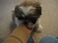 Gizmo the Shih Tzu - misses me (12 weeks old) Gizmo the Shih Tzu - misses me (12 weeks old)