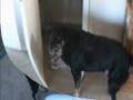 videos de Introducing Panzer