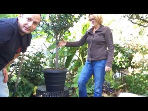 how to fertilize hibiscus