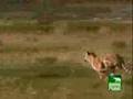 Tigers-Take-Down-an-