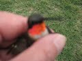 Ruby Throated Hummingbird Ruby Throated Hummingbird
