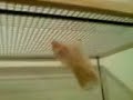 Der Freeclimb Hamster