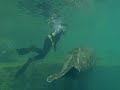 Manatee