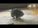 Milo spins