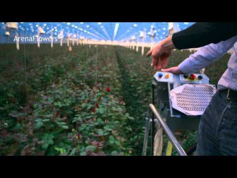 Discover our new brand video; Amazing Red Roses Farm In The Netherlands YouTube Preview Image
