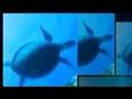 beautiful Tubataha reef