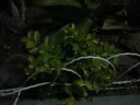jardinagem