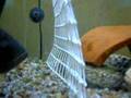 ASTRONOTUS PELIANDOSE