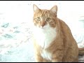 Talking Kitty!