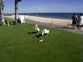 Pelican drinking water from a sprinkler in Monkey Mia, AUS