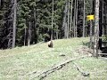The Grizzley