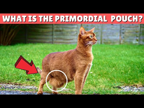 Why Your Cat Has a Fat Belly? 😱 Primordial Pouch EXPLAINED