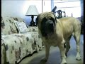 Heitor...o Mastiff Sangue Bom!!! Heitor...o Mastiff Sangue Bom!!!