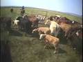 Classic Rodea Style Ranch Roping with Martin Black