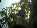 khao-yai-thailand-jungle-trekking-birdwatching.html