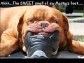 FUNNY DOGS 5