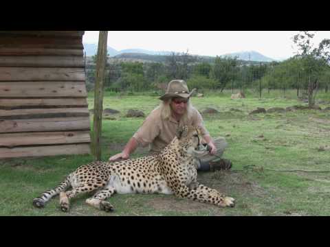 CHEETAHS IN AFRICA ^