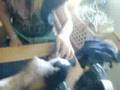 videos de evil ferret killed muds!!