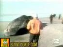Dead Whale + Dynamite = Bad Idea