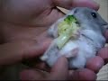 palpated hamster palpated hamster