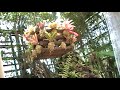 The pineapple factory 3