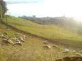 Schapen op Zugerberg, Switzerland