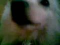 videos de cute japanese spitz