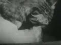 The Private Life of a Cat  II- Alexander Hammid & Maya Deren