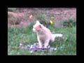 Un  gato devorando una Paloma