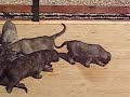 Irish Wolfhounds Puppies (1 month old). Miliy Zver Kennel. Moscow, Russia