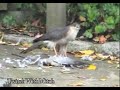 Sparrowhawk kill